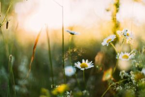 Printemps